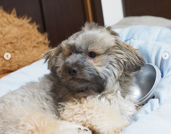 見つめるミックス犬