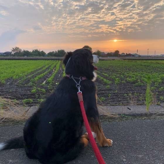 【調査報告】実際に犬の介護で役立ったグッズ〜食事・体のケア編〜