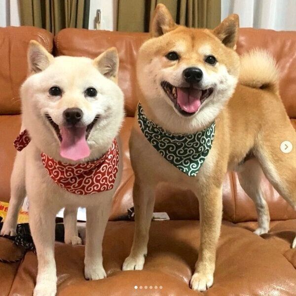 笑顔の豆千代くんとモチ代さん