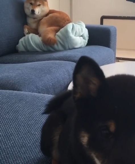 柴犬