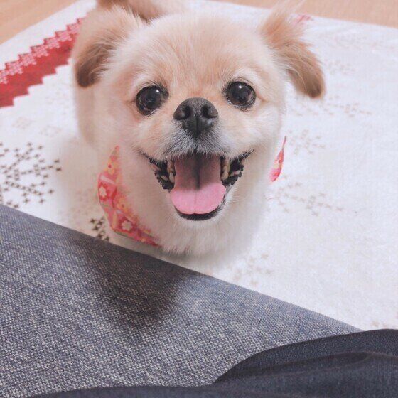 笑顔の犬