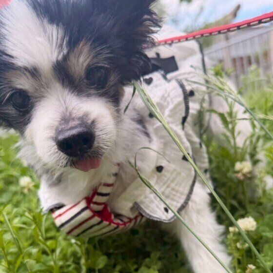 お散歩中のワンちゃん