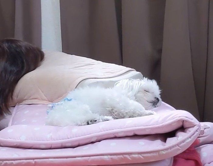 無視する犬