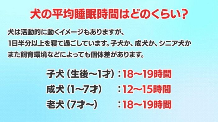 いぬのきもち塾_【犬の睡眠対策01】