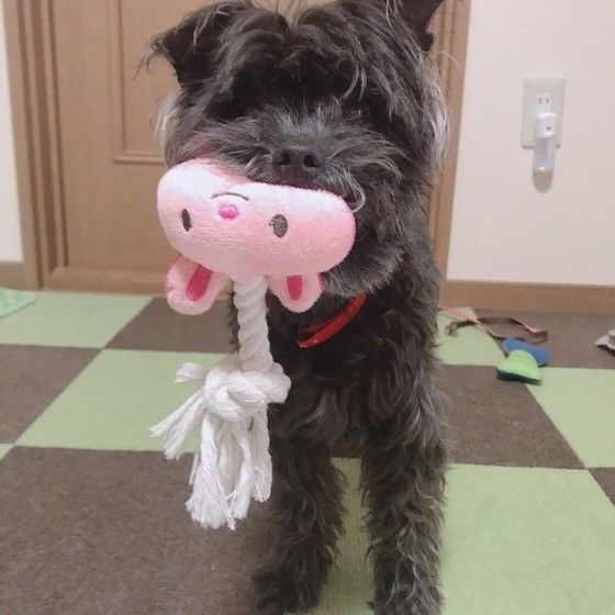 オモチャで遊ぶ犬