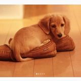 ミニチュア ダックスフンドの特徴と性格 飼い方 価格相場など 犬図鑑 いぬのきもちweb Magazine