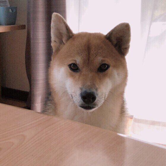 見つめる柴犬