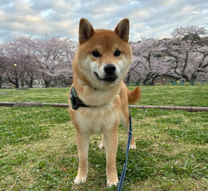 散歩をするてんくん