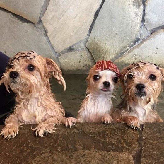 温泉に入る犬たち