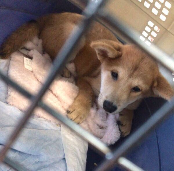 飼い主さんの家にやってきた日のチャイくん