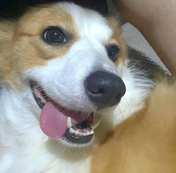 笑顔を見せたパンさん