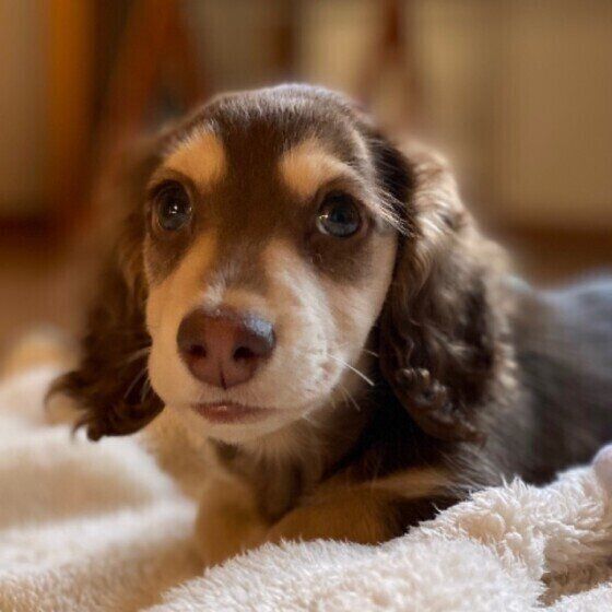 子犬