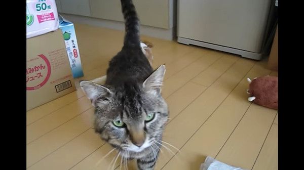 立ち去るノラ猫