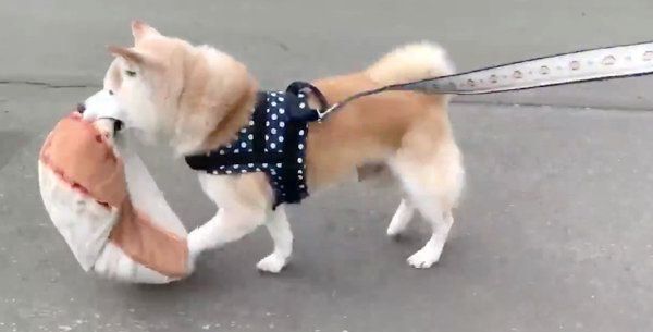 パン柄のクッションをくわえて走る小次郎くん