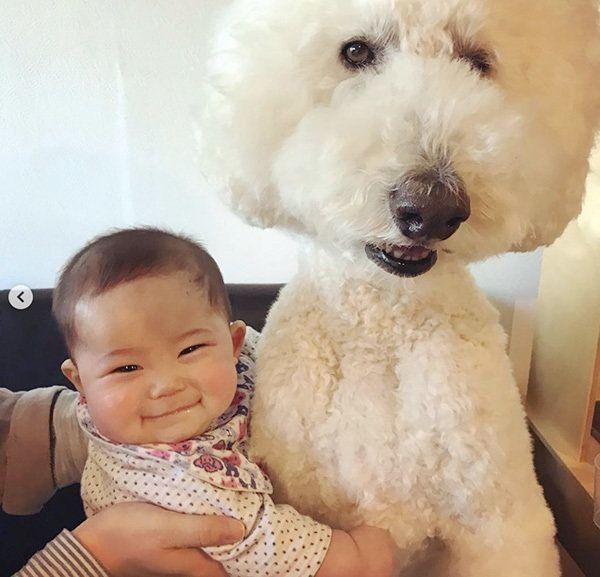 スタンダード・プードルと赤ちゃん
