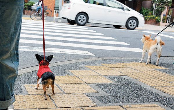 待てする犬