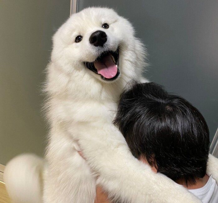 パパさんが帰宅して大喜びするこはくちゃん