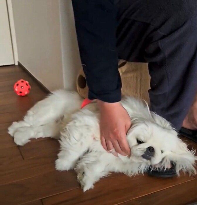 飼い主さんの足を枕にしてウトウトするぱんちゃん。