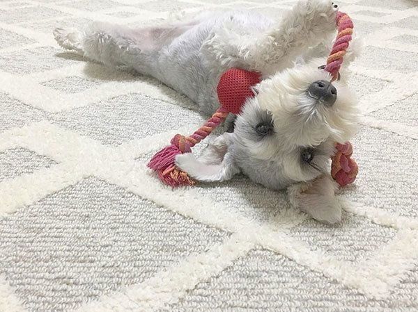 遊ぶミニチュア・シュナウザー