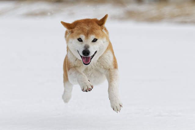 跳ねる柴犬