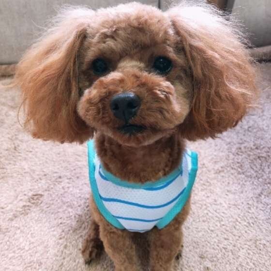 犬の防災対策できていますか?