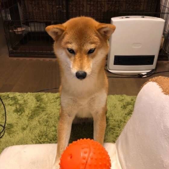 ボールを投げてくれるまで待つよ♪