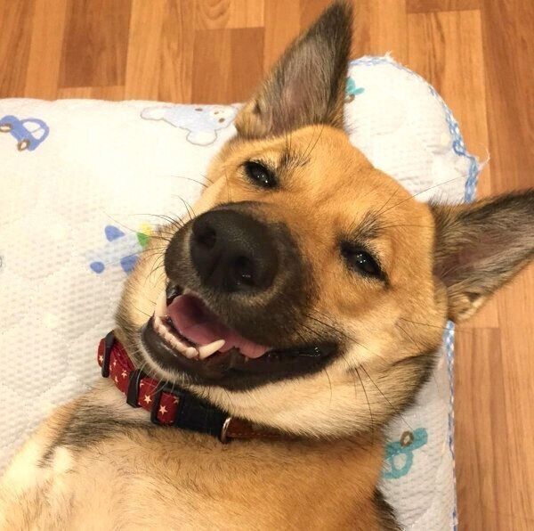 笑顔のあずきちゃん