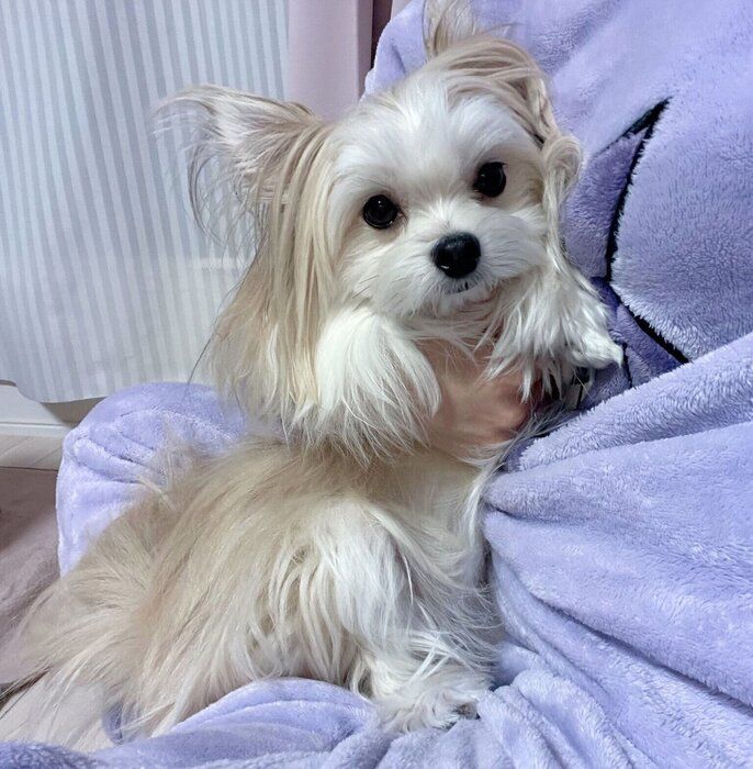 飼い主さんに甘えるめろ子ちゃん