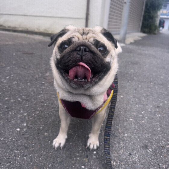 ��������Υ������