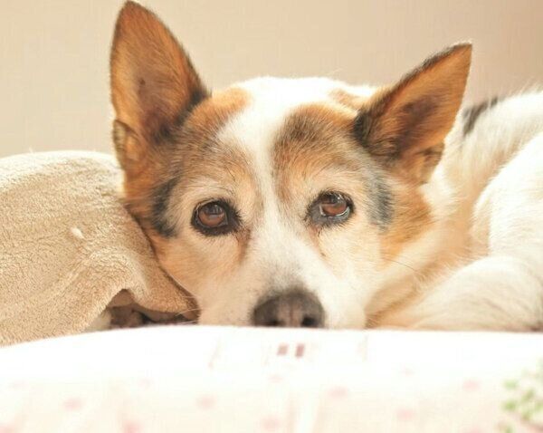 先々代犬・もこちゃん