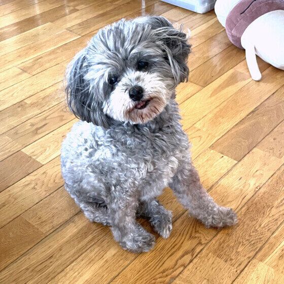 Mix(小型犬)のナッツちゃん♪
