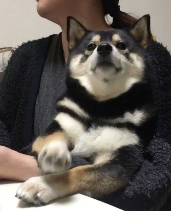 サイレントおねだりする柴犬