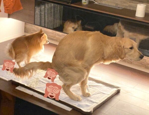 ウンチをするタイミングが一緒のぽん吉くんとらん丸くん