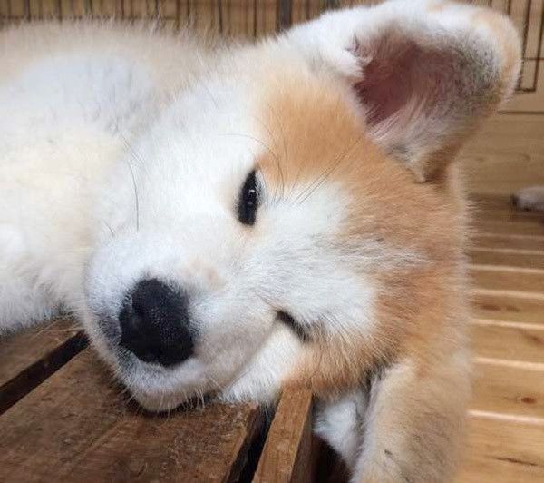 眠る秋田犬