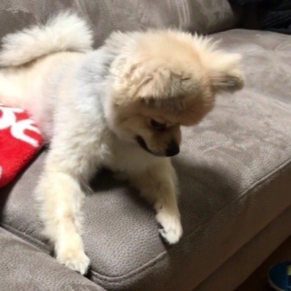 ポメラニアン
