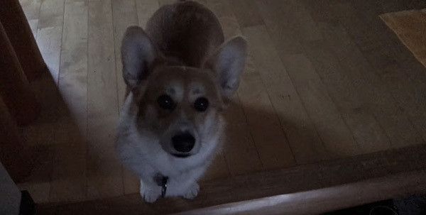 見つめるコーギー