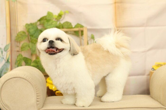 トリミング後のシーズー