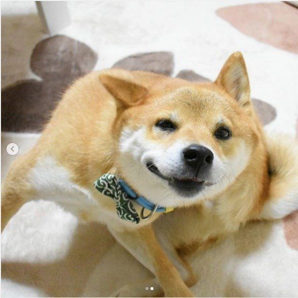 カイカイする柴犬