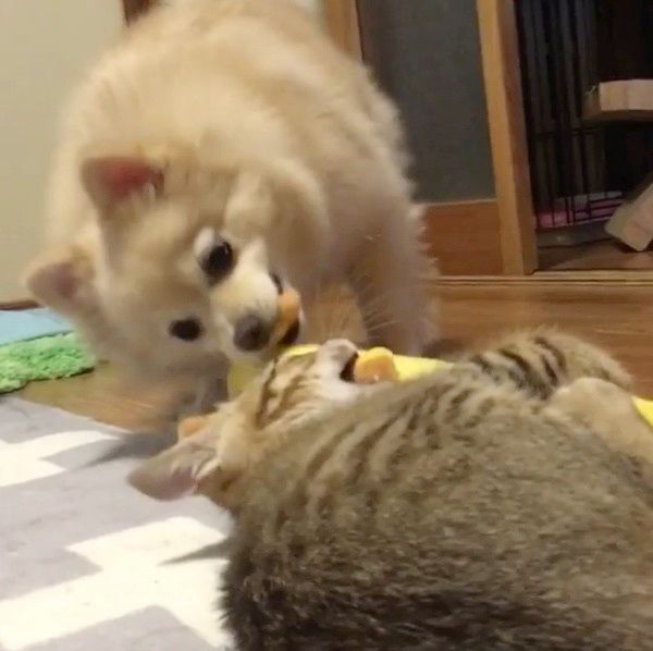 ポメラニアンと猫