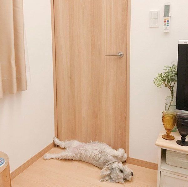 寝転ぶミニチュア・シュナウザー