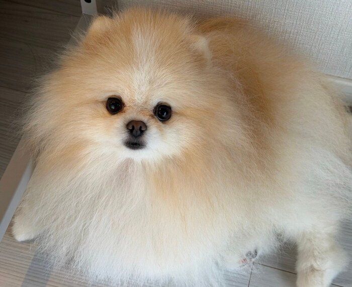 成長したルルちゃん
