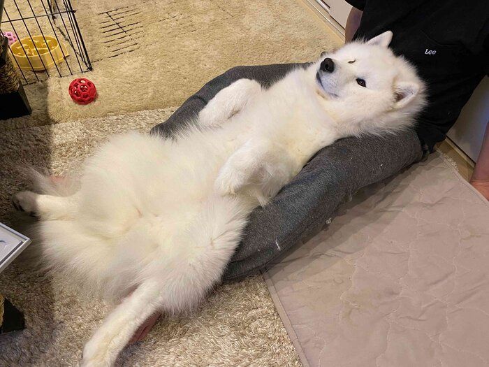 飼い主さんにくっつくこはくちゃん