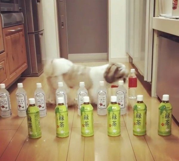 歩くシー・ズー