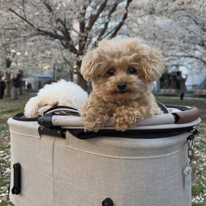 カートに乗ってお出かけ中のモカちゃん
