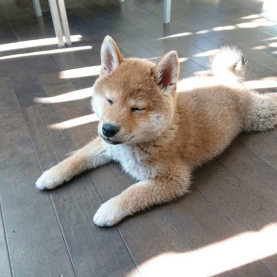 日向ぼっこする柴