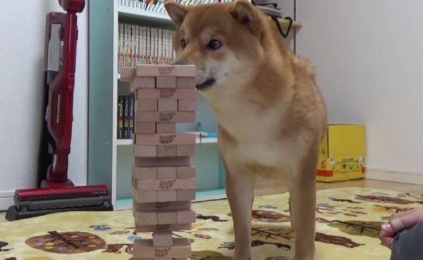 ジェンガに挑戦する柴犬