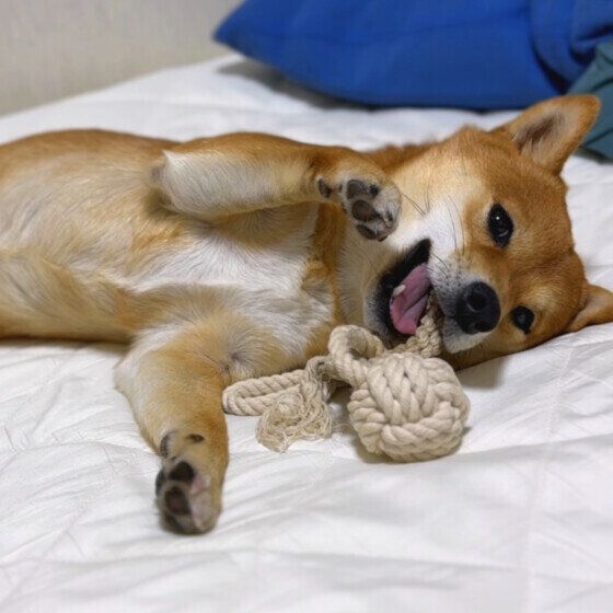 おもちゃをカミカミしている柴犬