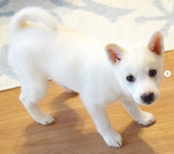 子犬時代のルルちゃん