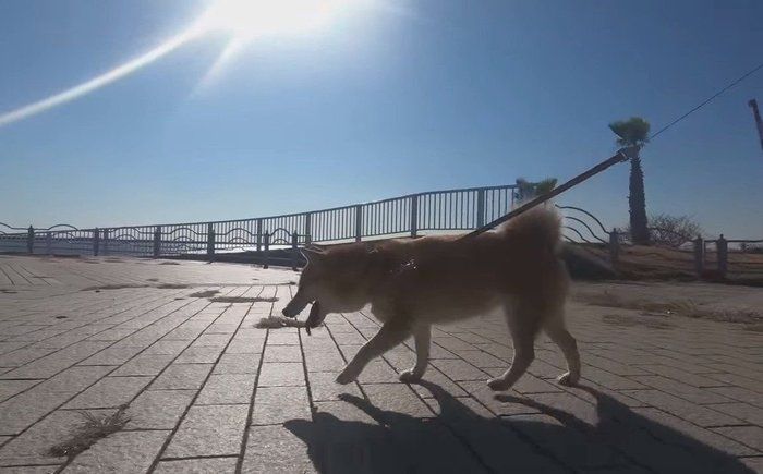 お散歩