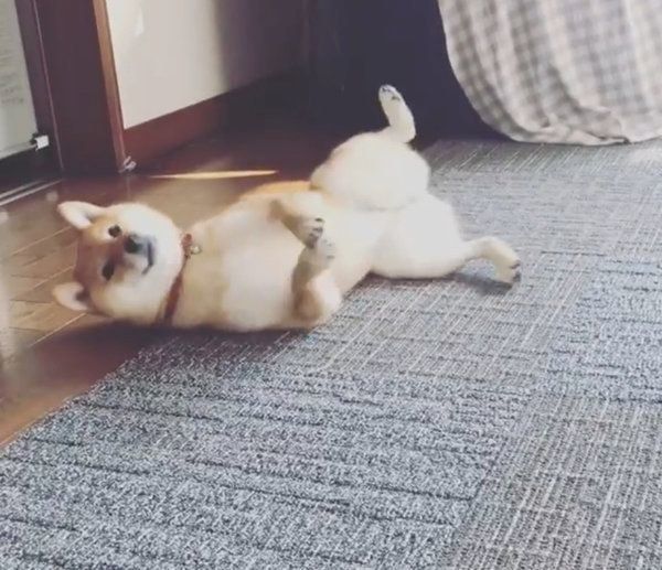 豆柴のはなちゃん